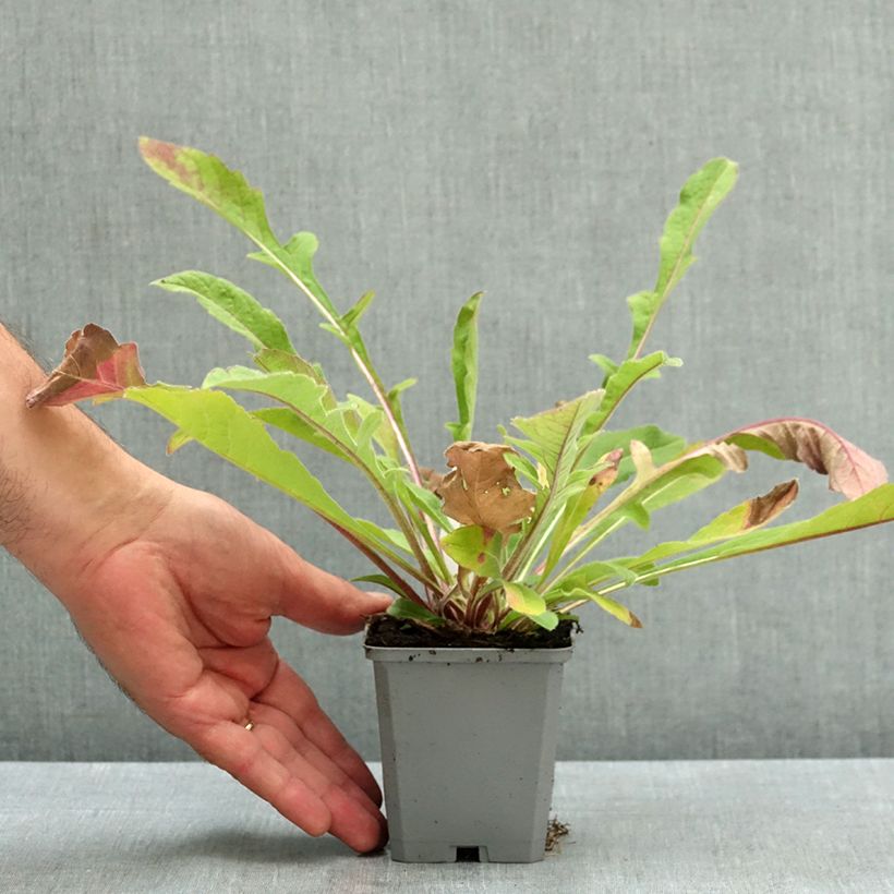 Esemplare di Knautia macedonica Melton Pastels Vasetto da 8/9 cm consegnato in estate