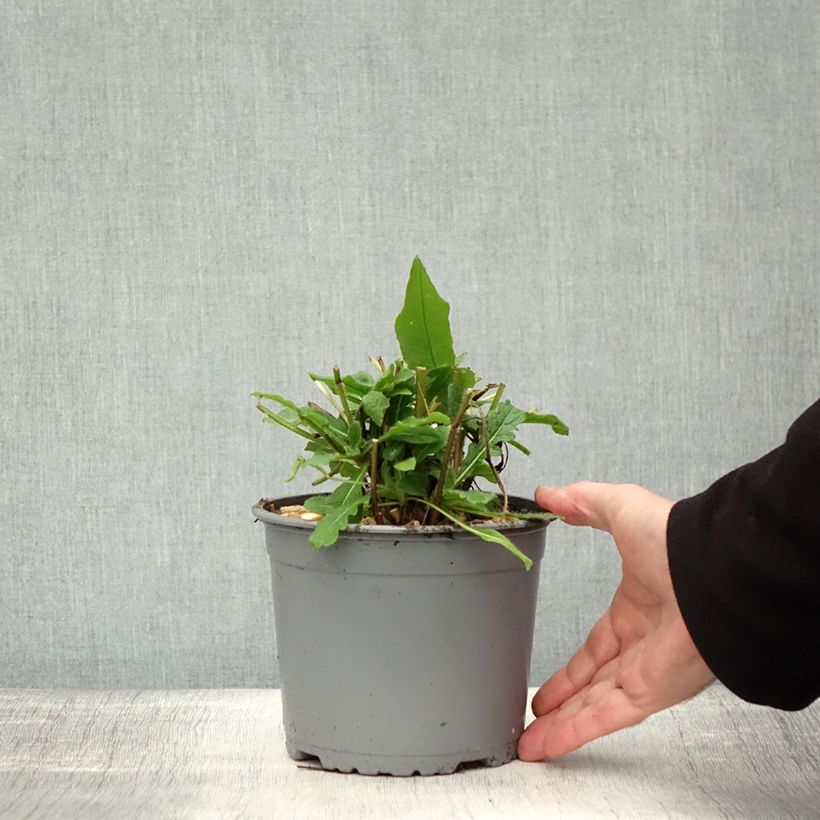 Esemplare di Knautia macedonica Vaso da 2L/3L come consegnato in autunno