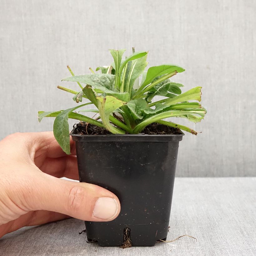 Esemplare di Knautia macedonica Red Knight Vasetto da 8/9 cm come consegnato in autunno