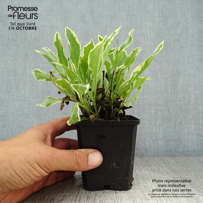 Esemplare di Knautia macedonica Thunder and Lightning Vasetto da 8/9 cm come consegnato in autunno