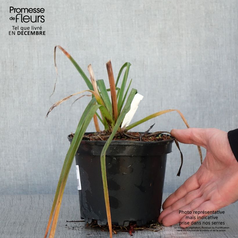 Esemplare di Kniphofia Alcazar - Giglio della torcia Vaso da 2L/3L come consegnato in autunno
