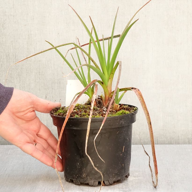 Kniphofia Alcazar - Giglio della torcia Vaso da 2L/3L esemplare consegnato in primavera