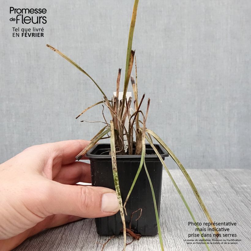 Kniphofia Bees Lemon - Giglio della torcia Vasetto da 8/9 cm esemplare consegnato in inverno