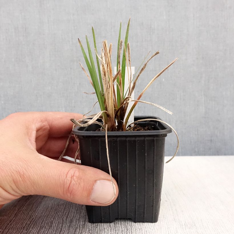 Kniphofia Bees Lemon - Giglio della torcia Vasetto da 8/9 cm esemplare consegnato in primavera