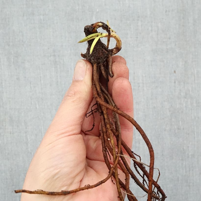 Kniphofia Bees Lemon - Giglio della torcia Piante piccole a radice nuda esemplare consegnato in inverno