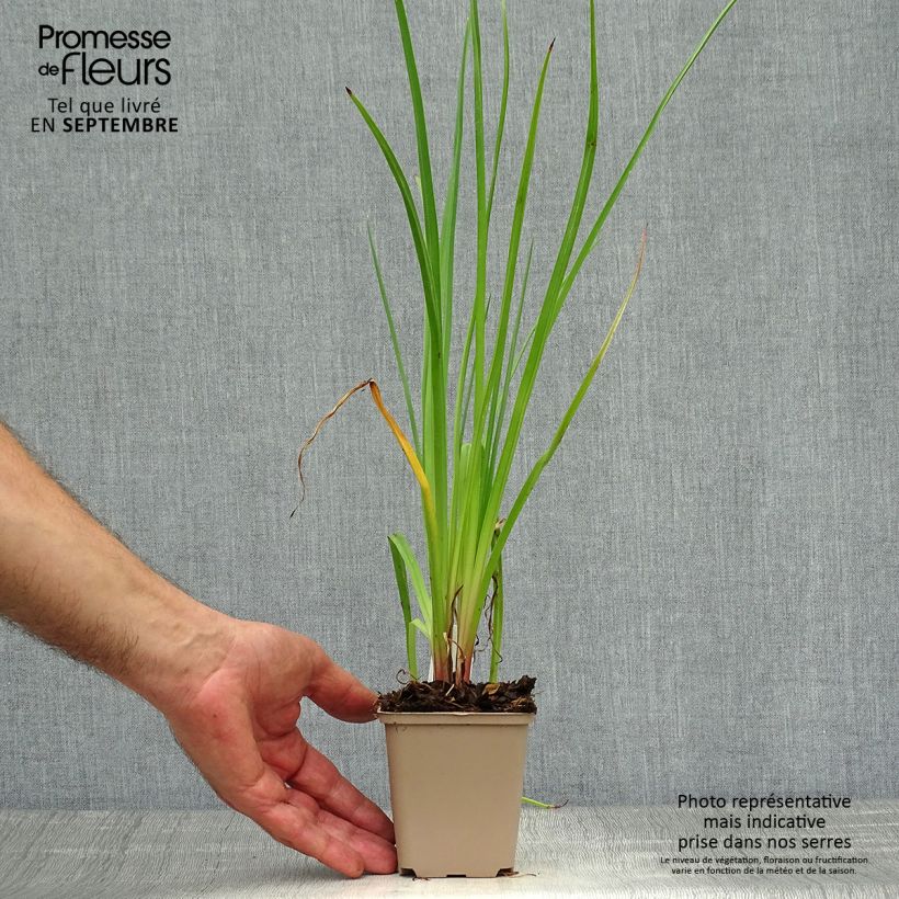 Esemplare di Kniphofia citrina - Giglio della torcia Vasetto da 8/9 cm come consegnato in autunno