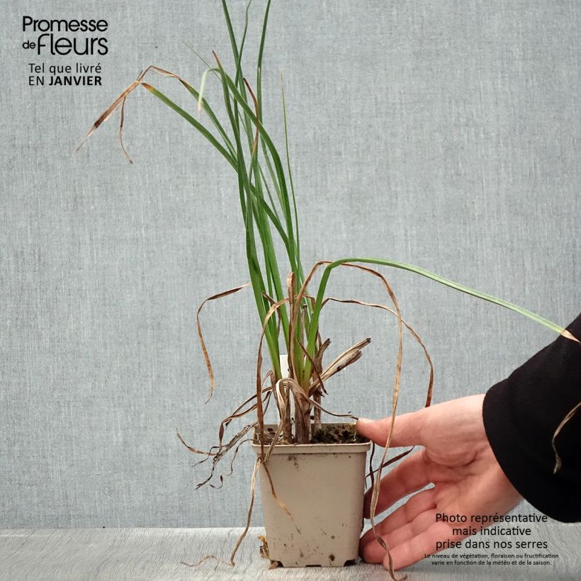 Kniphofia Dorset Sentry - Giglio della torcia Vasetto da 8/9 cm esemplare consegnato in inverno