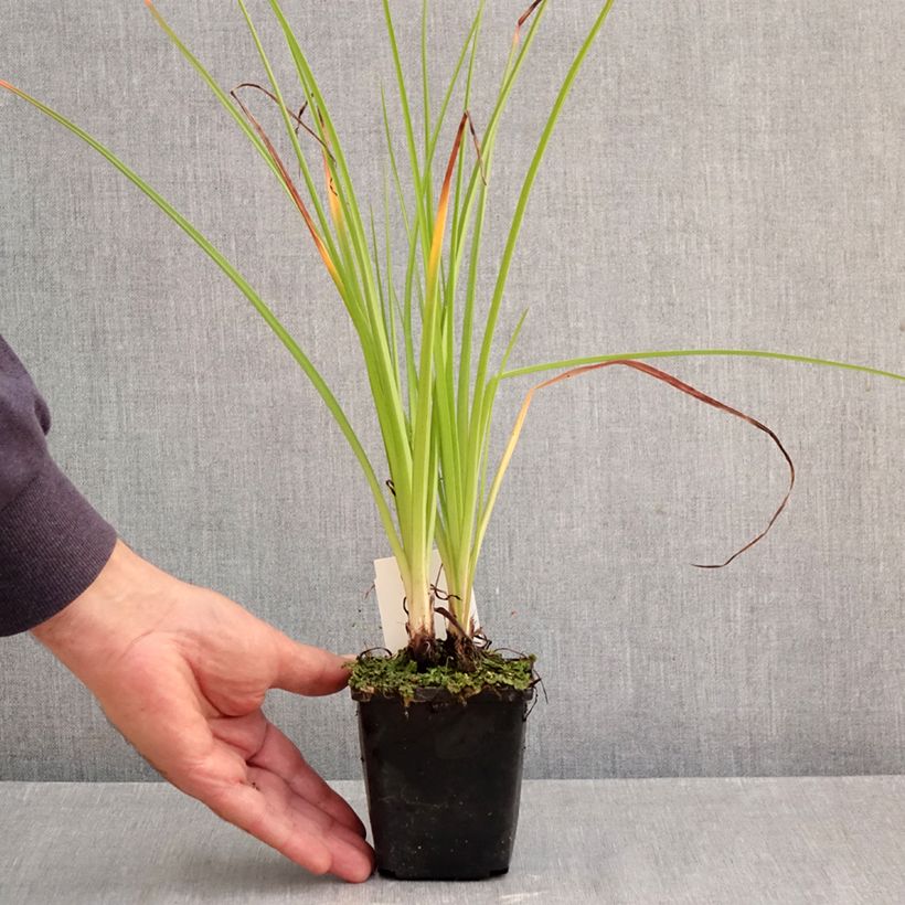 Esemplare di Kniphofia Ice Queen - Giglio della torcia Vasetto da 8/9 cm come consegnato in autunno