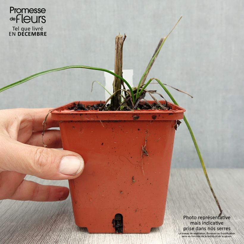 Kniphofia Mango Popsicle - Giglio della torcia Vaso da 1L/1,5L esemplare consegnato in inverno