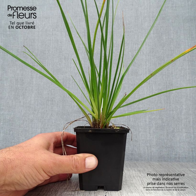 Esemplare di Kniphofia Redhot Popsicle - Giglio della torcia Vasetto da 8/9 cm come consegnato in autunno