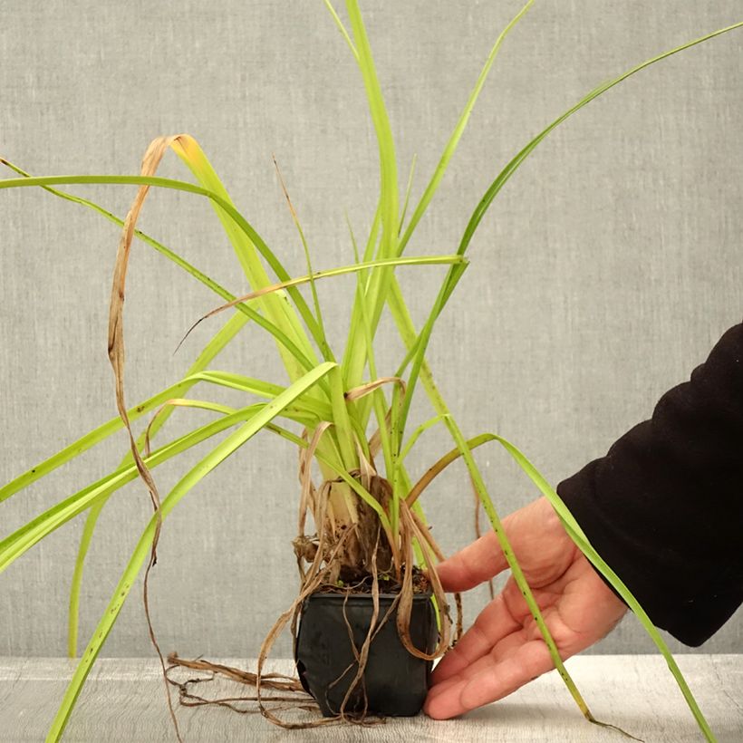 Esemplare di Kniphofia rooperi - Giglio della torcia Vasetto da 8/9 cm come consegnato in autunno