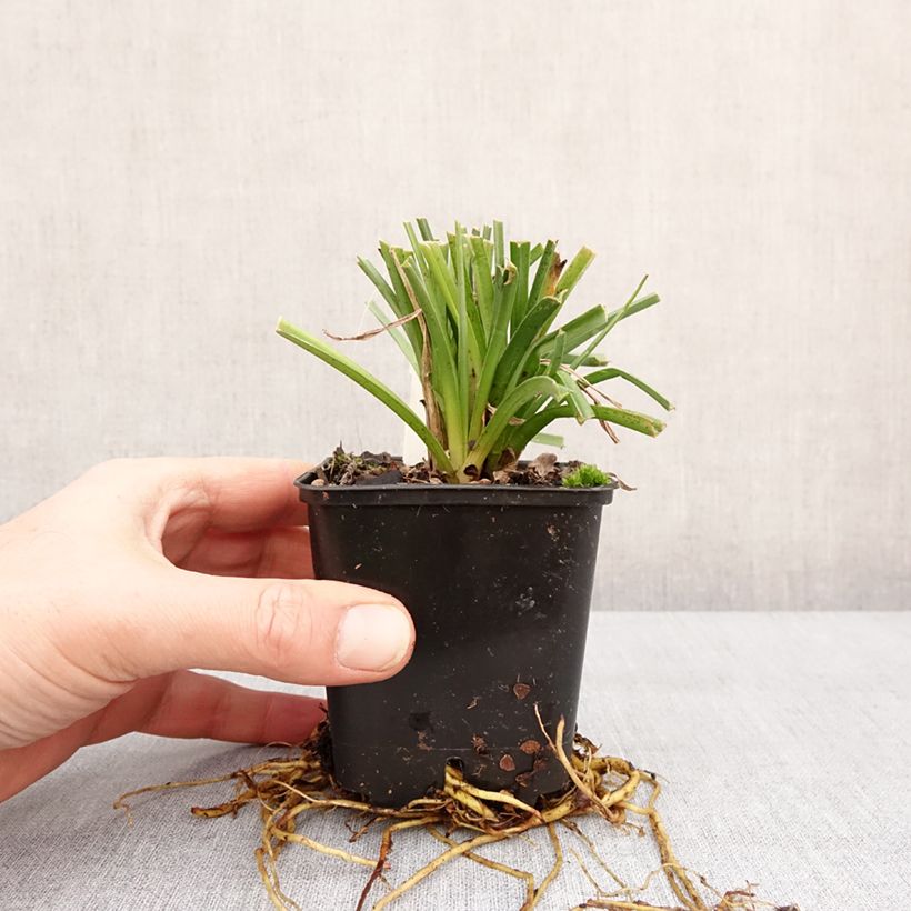 Kniphofia Traffic Lights - Giglio della torcia Vasetto da 8/9 cm esemplare consegnato in inverno