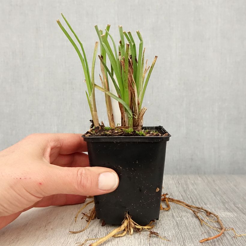 Kniphofia Traffic Lights - Giglio della torcia Vasetto da 8/9 cm esemplare consegnato in primavera