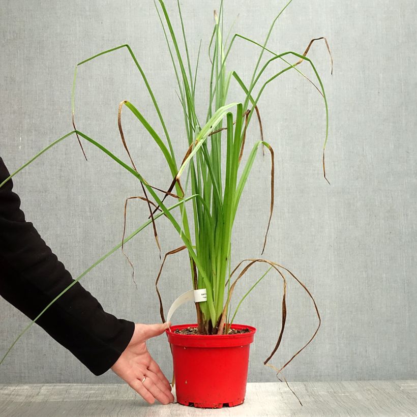 Esemplare di Kniphofia uvaria Nobilis - Giglio della torcia Vaso da 3L/4L come consegnato in autunno