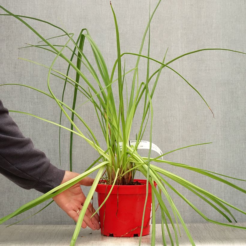 Esemplare di Kniphofia uvaria Nobilis - Giglio della torcia Vaso da 3L/4L consegnato in estate