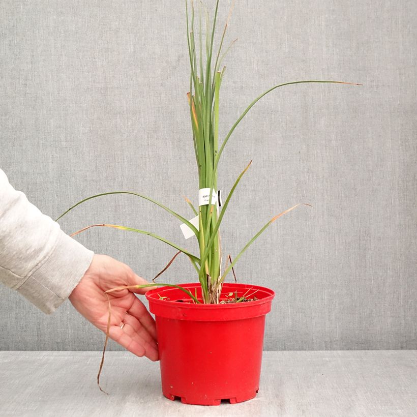 Kniphofia uvaria Nobilis - Giglio della torcia Vaso da 3L/4L esemplare consegnato in primavera