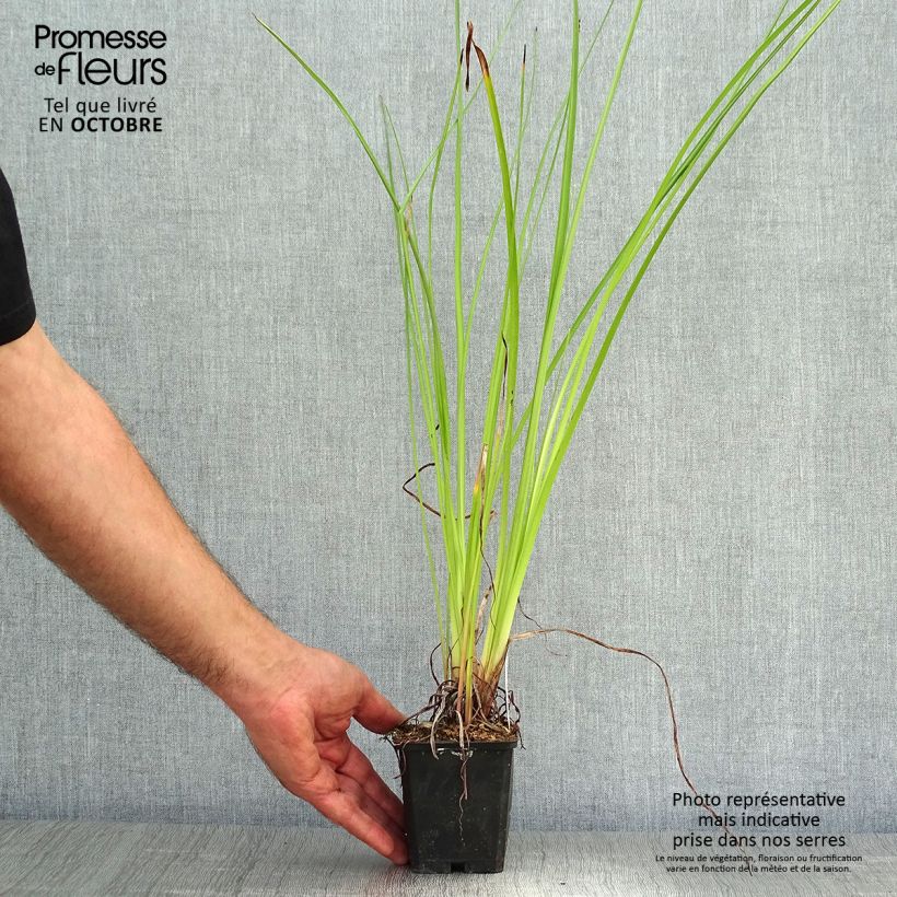 Esemplare di Kniphofia Wrexham Buttercup - Giglio della torcia Vasetto da 8/9 cm come consegnato in autunno