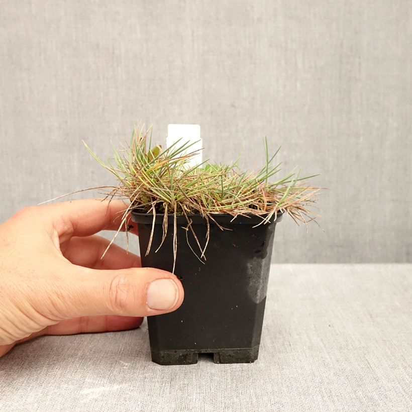 Esemplare di Koeleria glauca - Paléo bianco Vasetto da 8/9 cm come consegnato in autunno