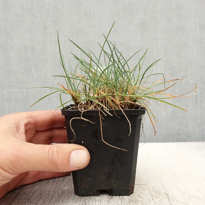 Koeleria glauca - Paléo bianco Vasetto da 8/9 cm esemplare consegnato in primavera