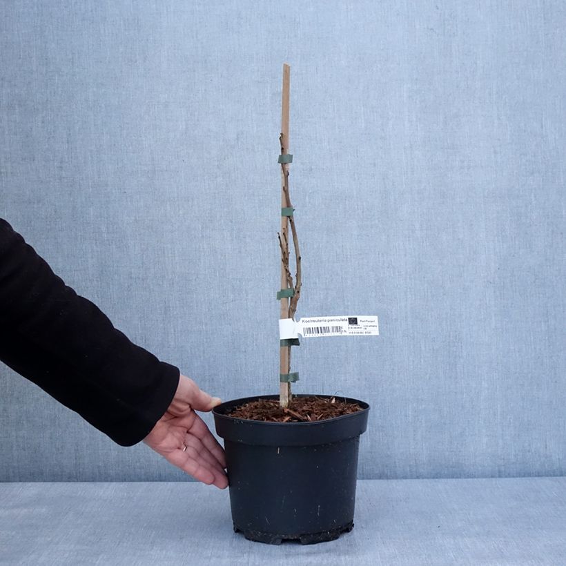 Koelreuteria paniculata - Albero della pioggia dorata Vaso da 3L/4L esemplare consegnato in inverno