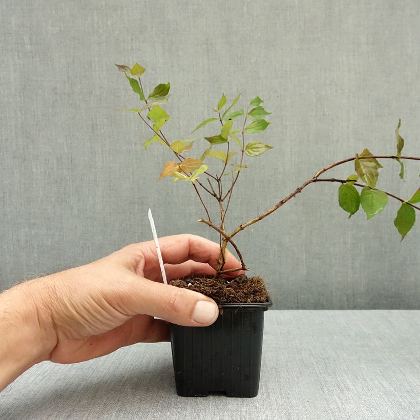 Esemplare di Kolkwitzia amabilis Vasetto da 8/9 cm come consegnato in autunno