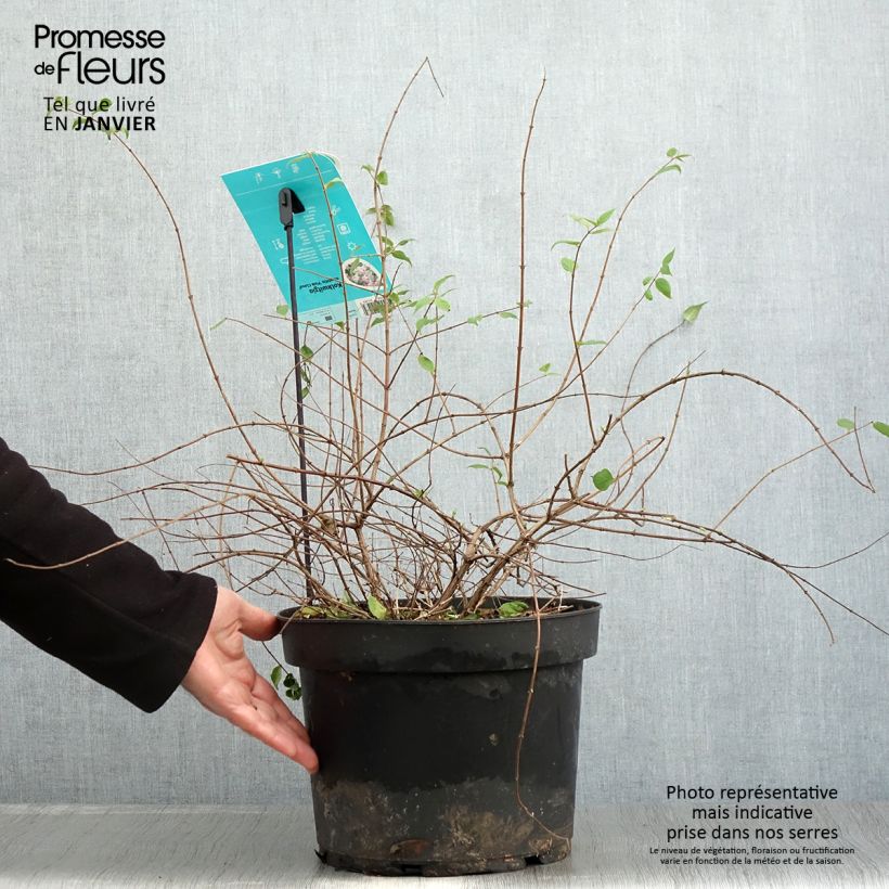 Kolkwitzia amabilis Pink Cloud Vaso da 6L/7L esemplare consegnato in inverno