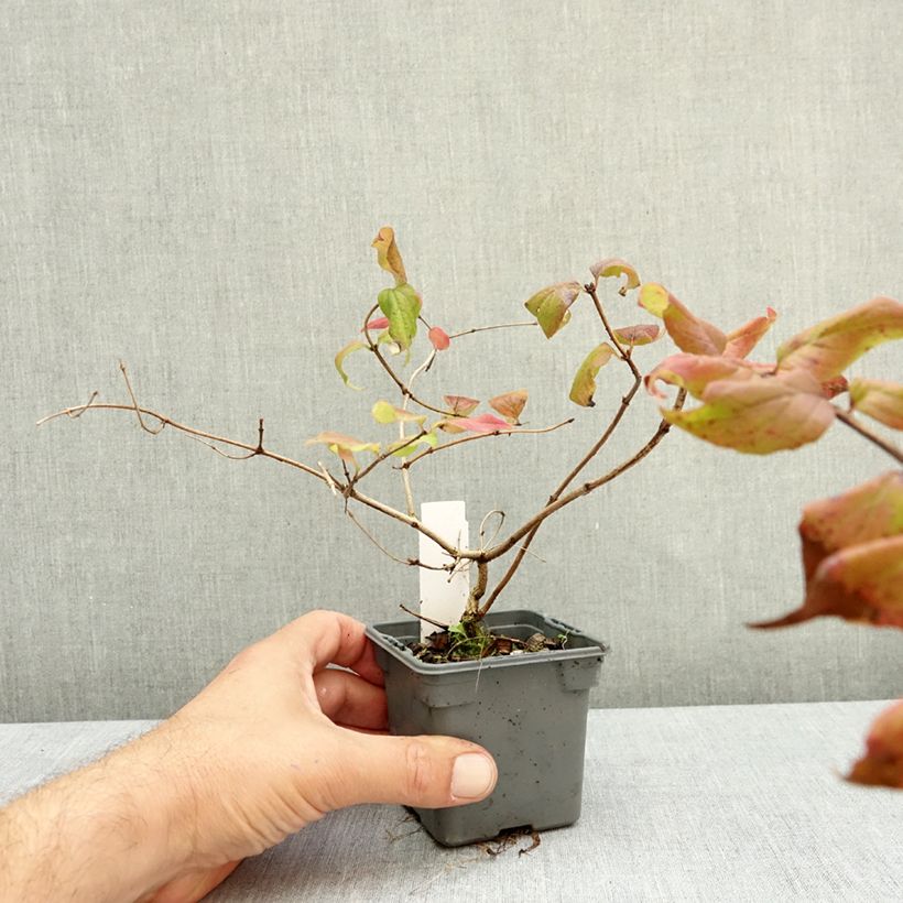 Esemplare di Kolkwitzia amabilis Pink Cloud Vasetto da 8/9 cm come consegnato in autunno