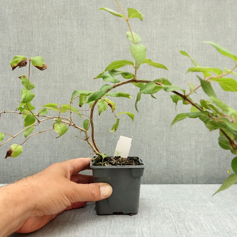 Esemplare di Kolkwitzia amabilis Pink Cloud Vasetto da 8/9 cm consegnato in estate
