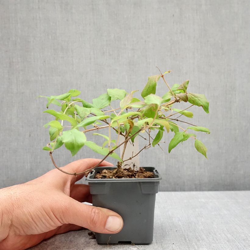 Kolkwitzia amabilis Pink Cloud Vasetto da 8/9 cm esemplare consegnato in primavera