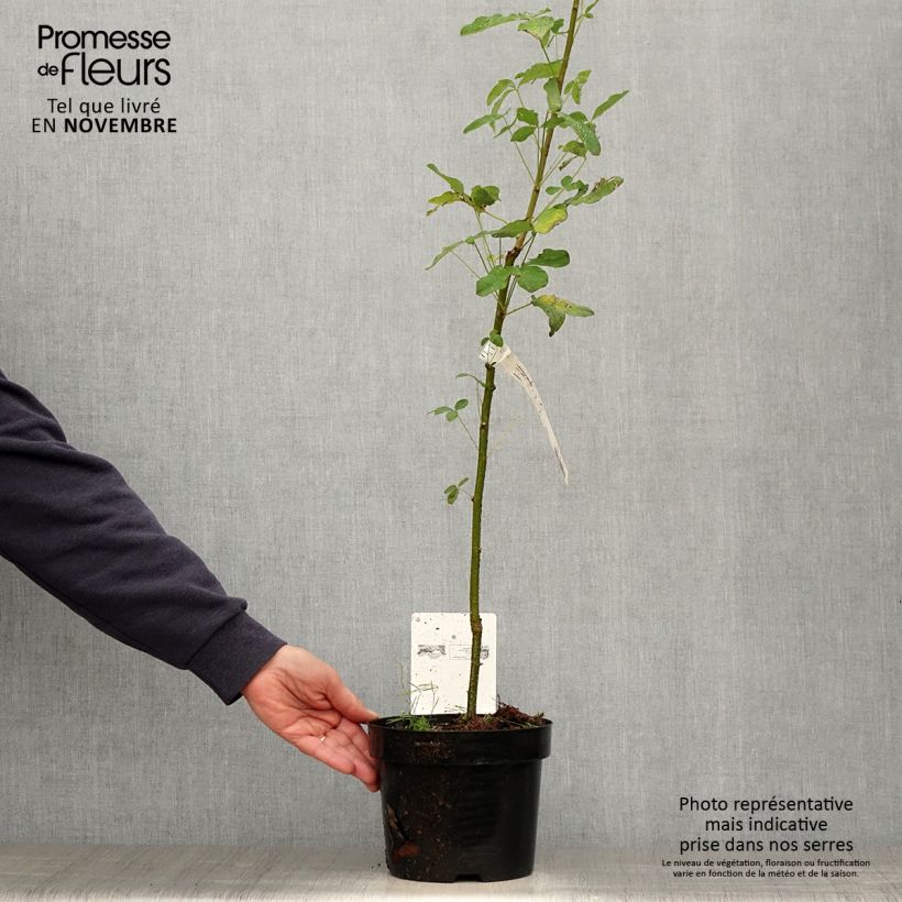 Esemplare di Laburnum anagyroides - Maggiociondolo comune Vaso da 2L/3L come consegnato in autunno