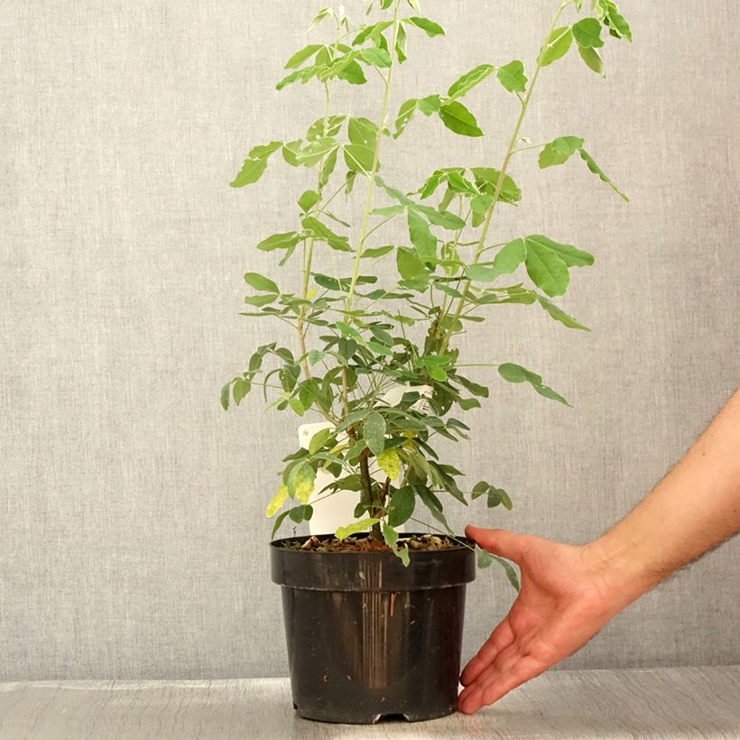 Esemplare di Laburnum anagyroides - Maggiociondolo comune Vaso da 2L/3L consegnato in estate