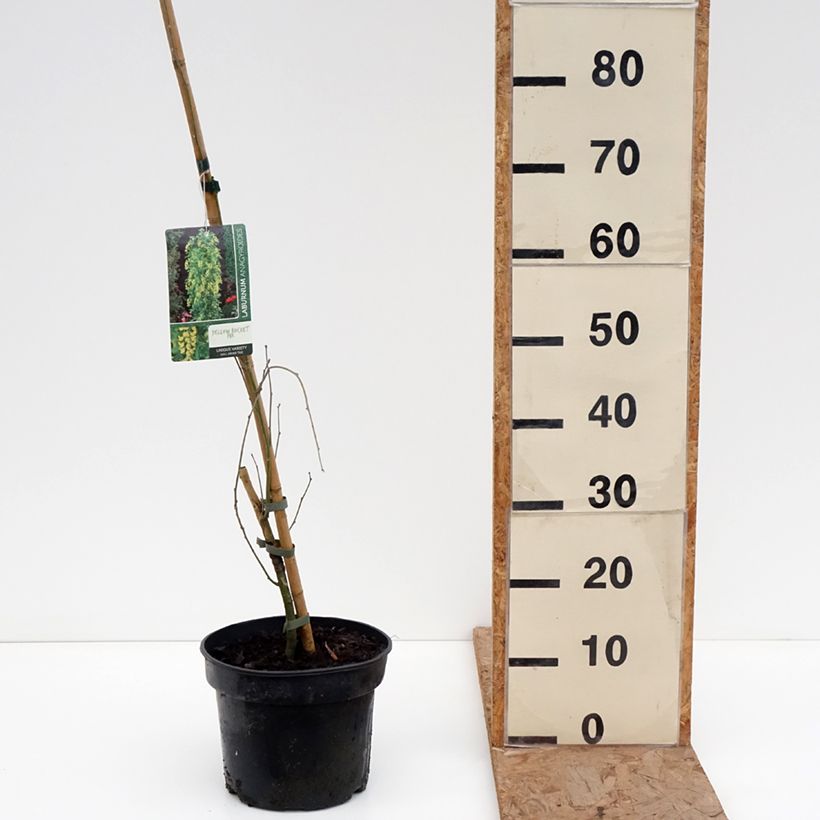 Laburnum anagyroides Yellow Rocket - Maggiociondolo comune Vaso da 4L/5L esemplare consegnato in inverno