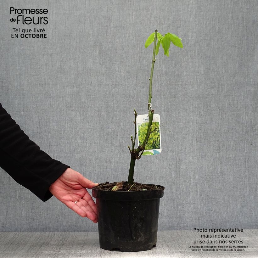 Esemplare di Laburnum watereri Vossii - Maggiociondolo Vaso da 3L/4L come consegnato in autunno