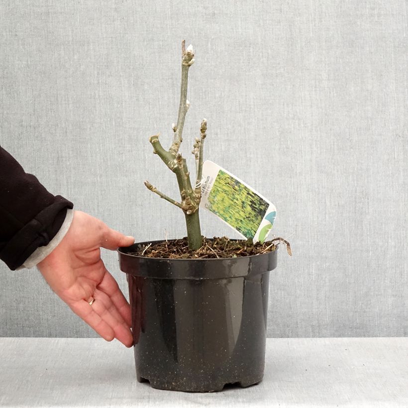 Laburnum watereri Vossii - Maggiociondolo Vaso da 3L/4L esemplare consegnato in primavera