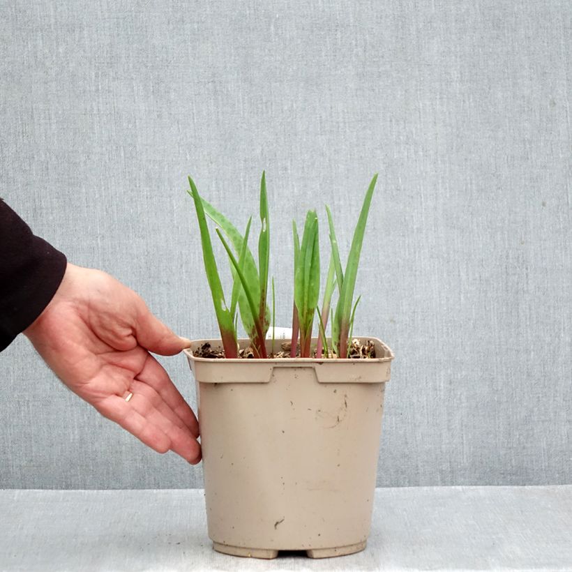 Esemplare di Lachenalia Rosabeth - Coucou du Cap Vaso da 3L/4L come consegnato in autunno