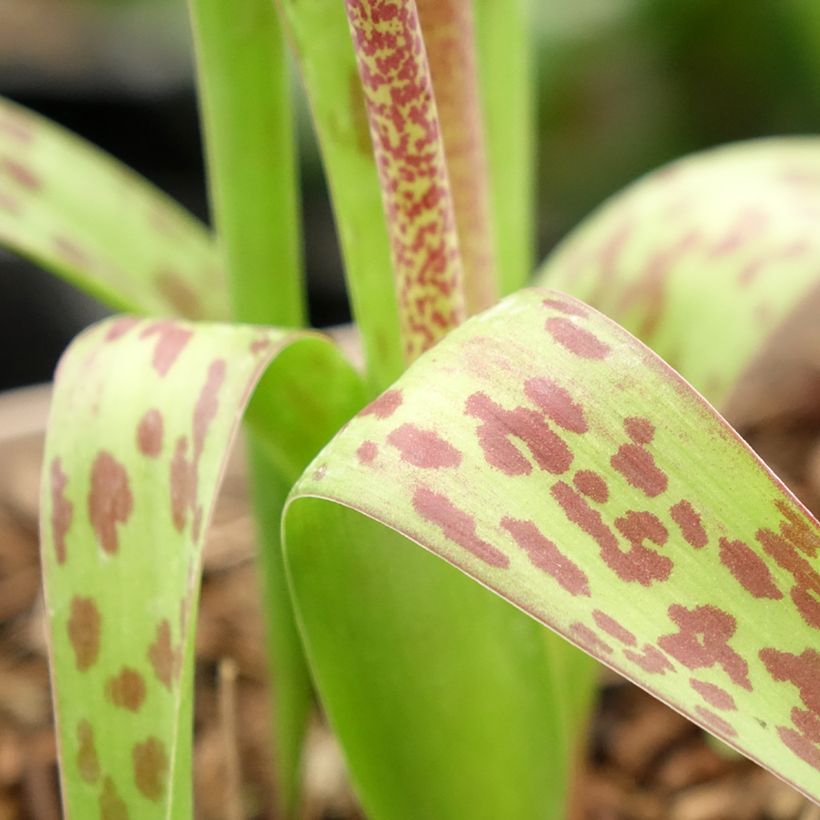 Lachenalia African Beauty Rupert (Fogliame)