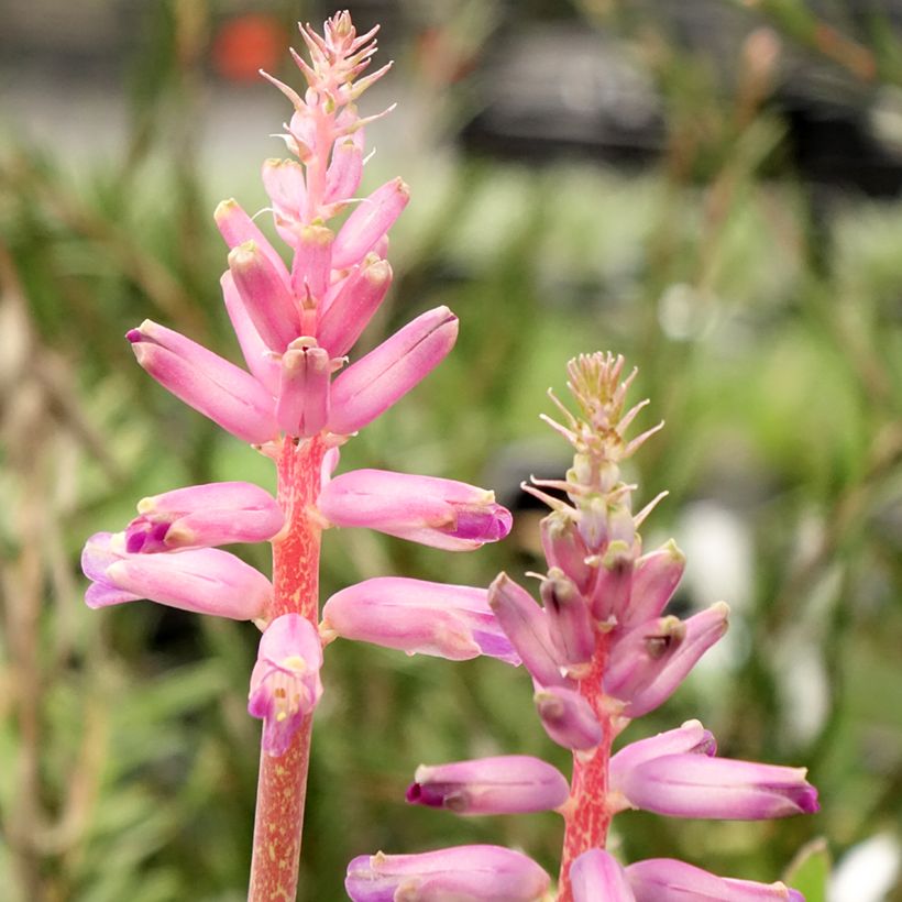 Lachenalia African Beauty Rupert (Fioritura)
