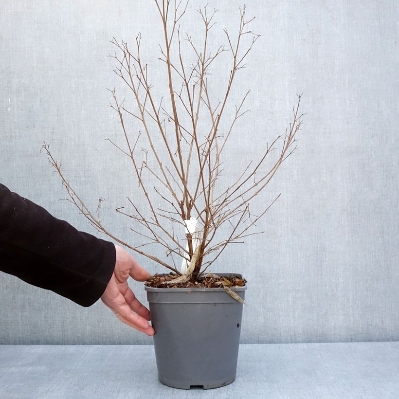 Lagerstroemia Camaïeu d'Ete - Mirto crespo Vaso da 4L/5L esemplare consegnato in primavera