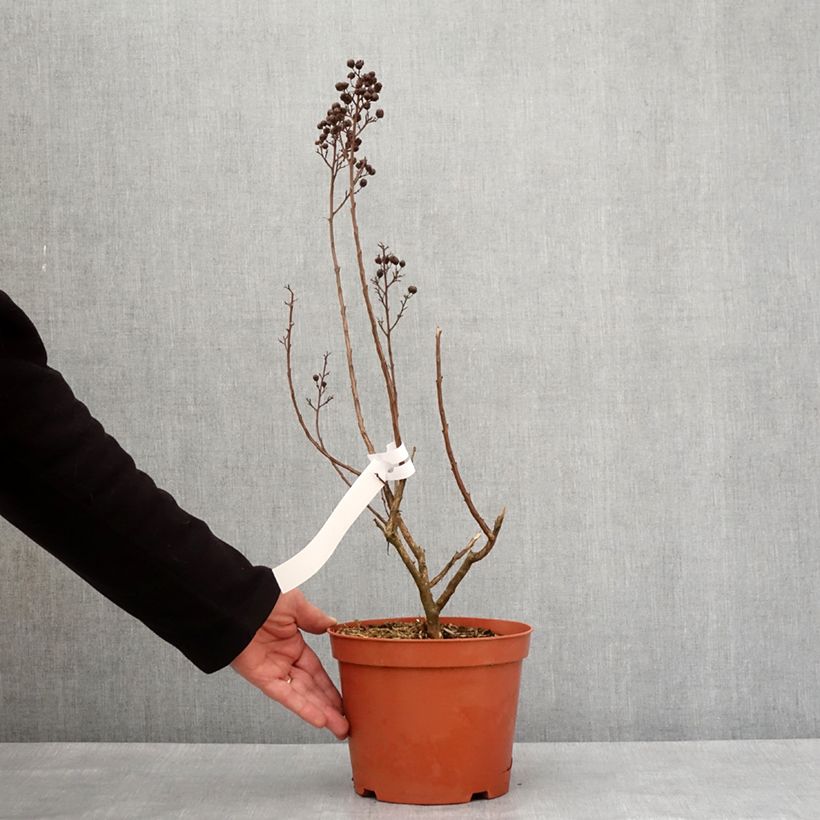 Lagerstroemia Enduring White - Mirto crespo Vaso da 3L/4L esemplare consegnato in inverno