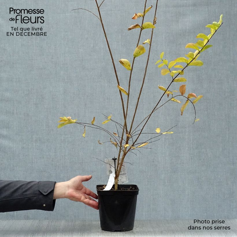 Lagerstroemia Violet d'Ete indyvio - Mirto crespo Vaso da 3L/4L esemplare consegnato in inverno