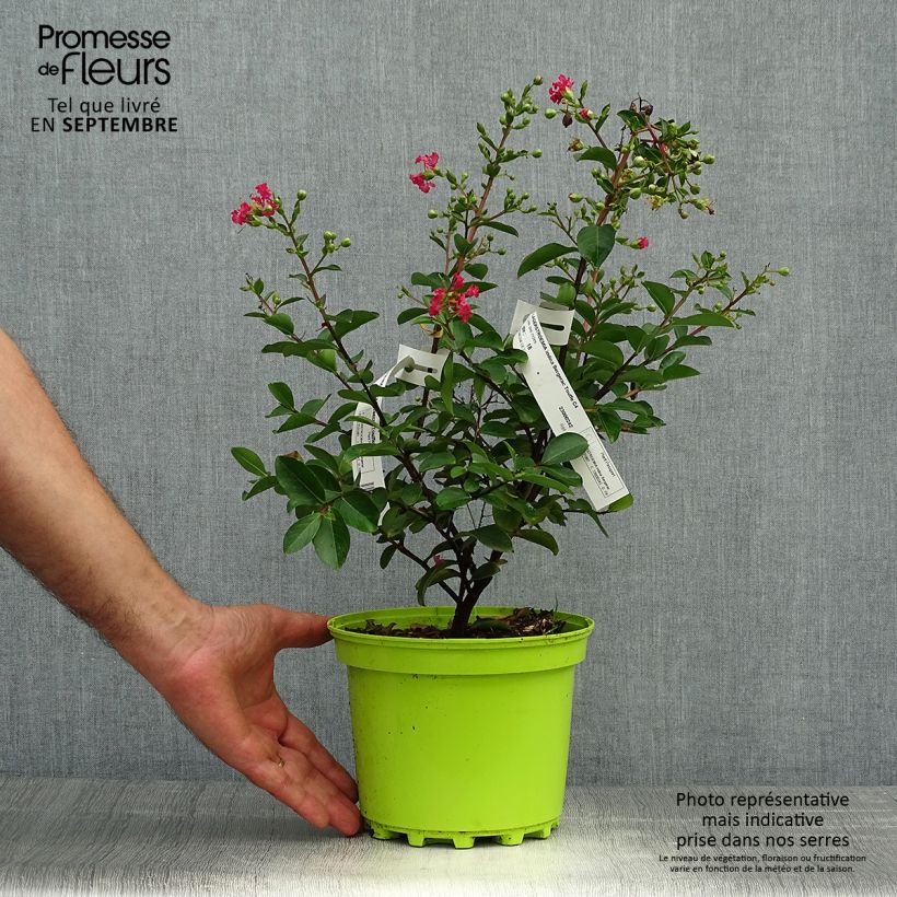 Esemplare di Lagerstroemia Bergerac - Mirto crespo Vaso da 3L/4L come consegnato in autunno