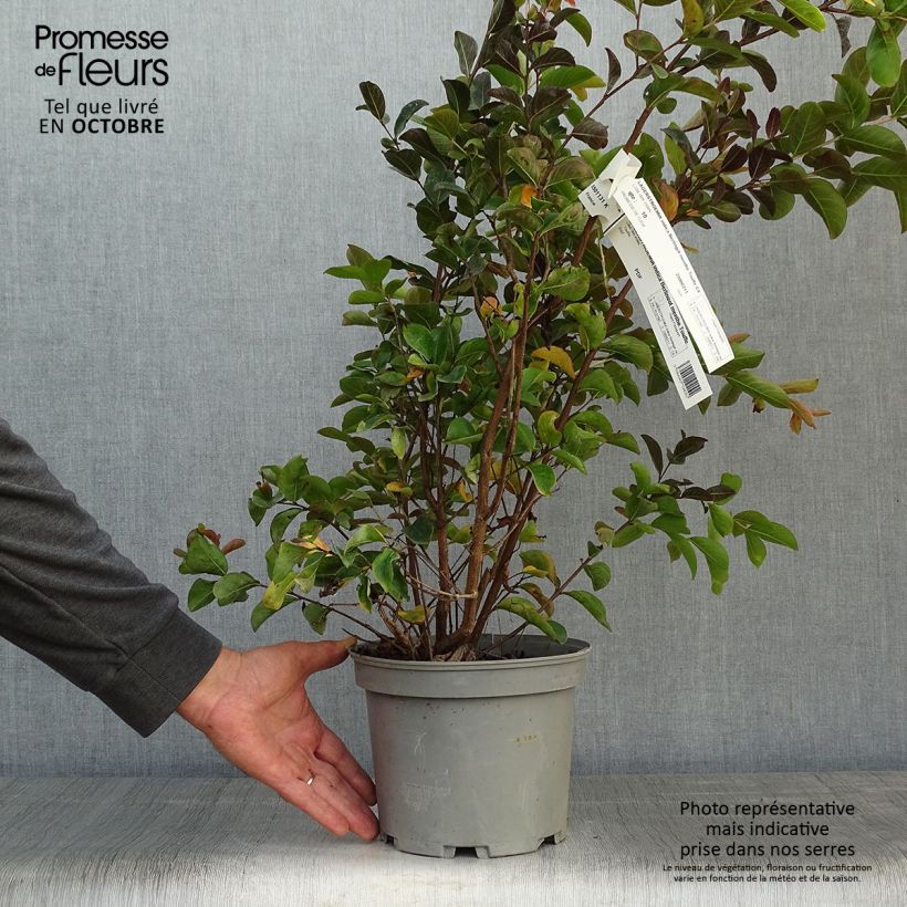 Esemplare di Lagerstroemia Berlingot Menthe - Mirto crespo Vaso da 3L/4L come consegnato in autunno