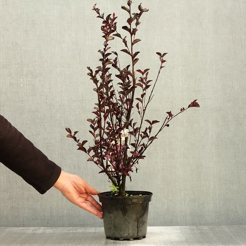 Esemplare di Lagerstroemia Black Solitaire Purely Purple - Mirto crespo Vaso da 3L/4L come consegnato in autunno