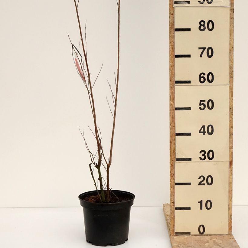 Lagerstroemia Black Solitaire Red Hot - Mirto crespo Vaso da 4L/5L esemplare consegnato in inverno