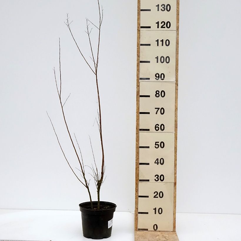 Lagerstroemia Black Solitaire Red Hot - Mirto crespo Vaso da 4L/5L esemplare consegnato in primavera