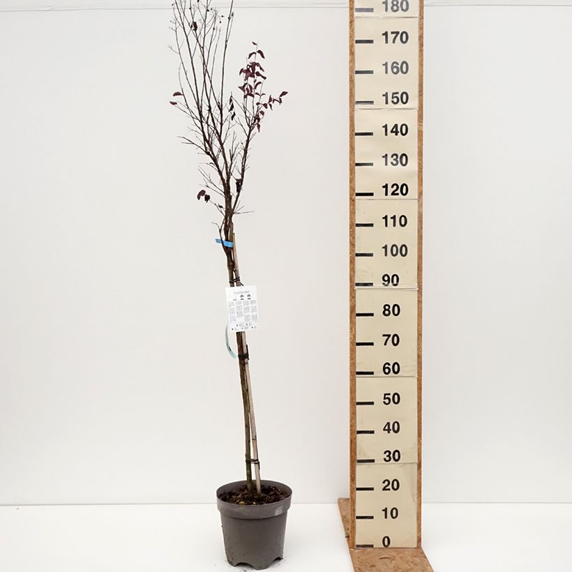 Esemplare di Lagerstroemia Black Solitaire Shell Pink - Mirto crespo Vaso da 7,5L/10L, Vaso impalcato medio come consegnato in autunno