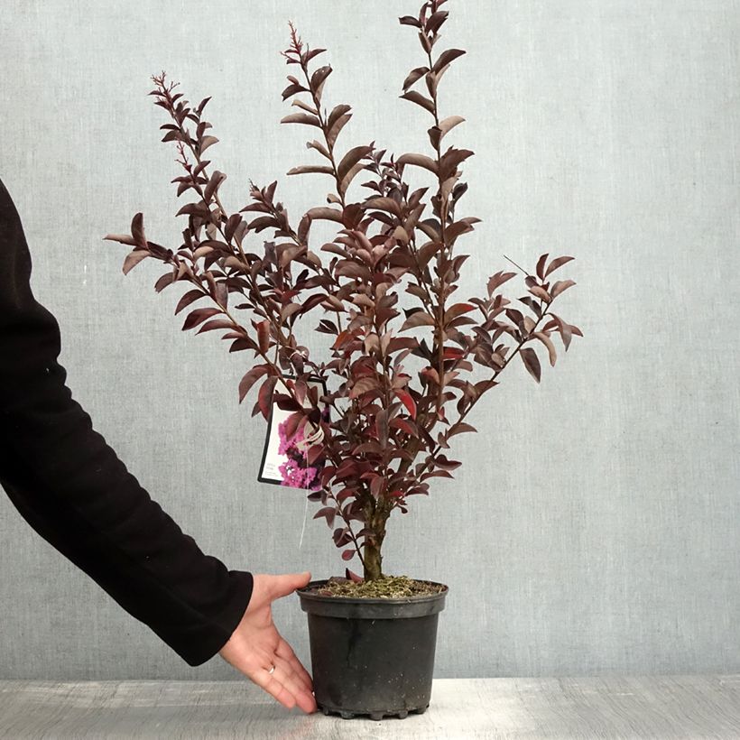 Esemplare di Lagerstroemia Black Solitaire Shell Pink - Mirto crespo Vaso da 3L/4L come consegnato in autunno