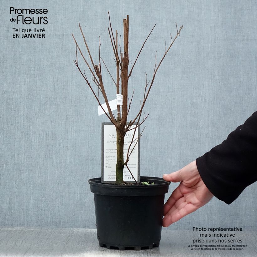 Lagerstroemia Black Solitaire Shell Pink - Mirto crespo Vaso da 3L/4L esemplare consegnato in inverno