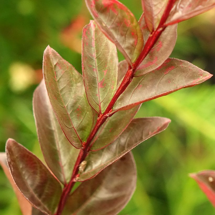 Lagerstroemia Black Solitaire Blush - Mirto crespo (Fogliame)
