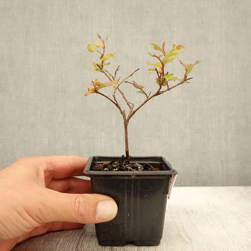 Esemplare di Lagerstroemia Cherry - Mirto crespo Vasetto da 8/9 cm come consegnato in autunno